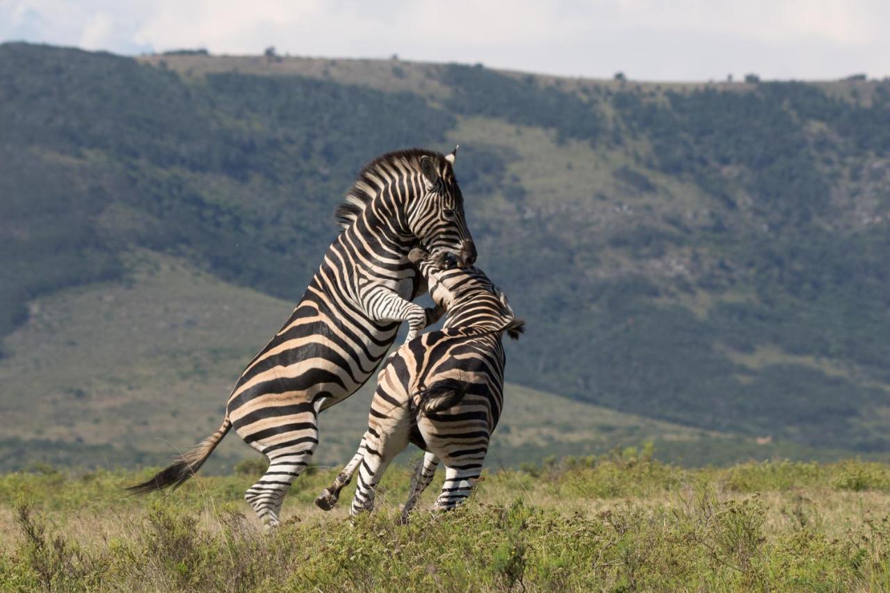 Pumba Private Game Reserve グラハムズタウン エクステリア 写真