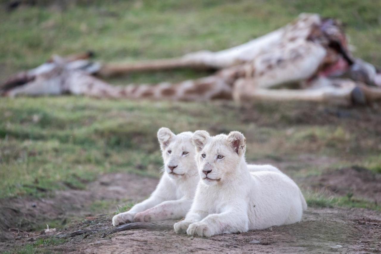 Pumba Private Game Reserve グラハムズタウン エクステリア 写真