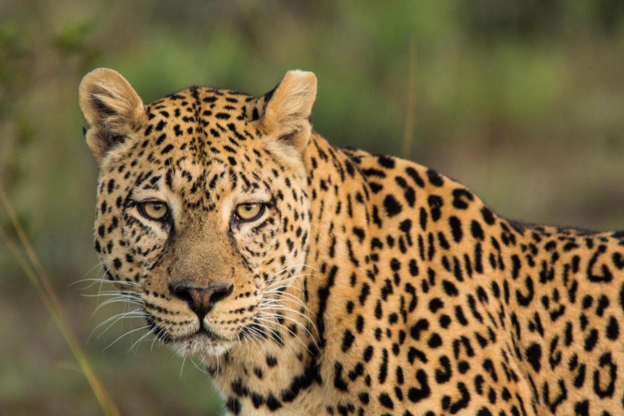 Pumba Private Game Reserve グラハムズタウン エクステリア 写真