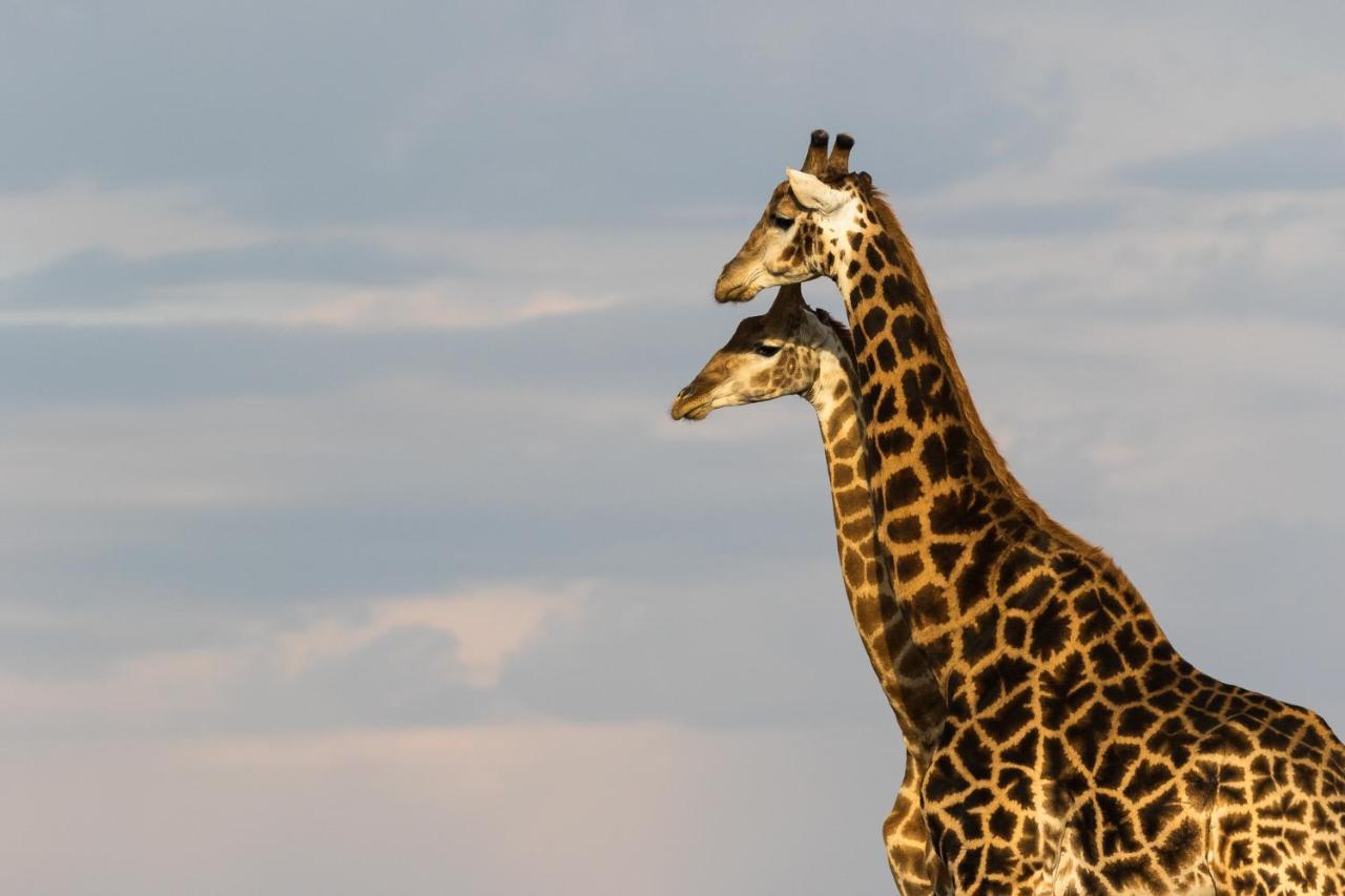 Pumba Private Game Reserve グラハムズタウン エクステリア 写真
