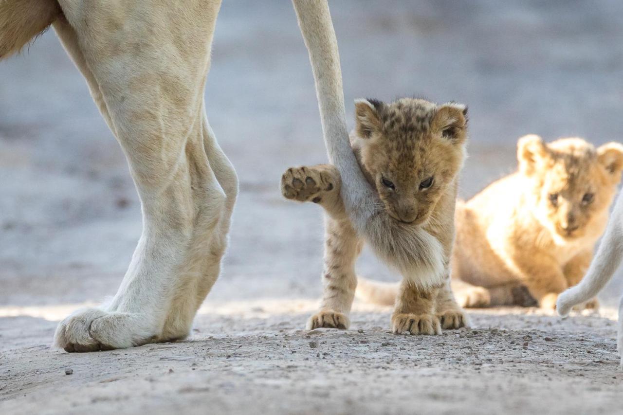 Pumba Private Game Reserve グラハムズタウン エクステリア 写真